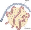 lipoprotein-a-krivac-za-srčani-udar